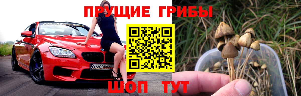 Псилоцибиновые грибы Cubensis  Вход с VPN  купить   Галлюциногенные грибы прущие грибы  Александров 
